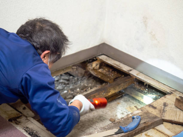 Best Mold Remediation  in Eufaula, OK