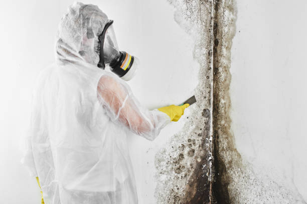 Best Attic Mold Removal  in Eufaula, OK