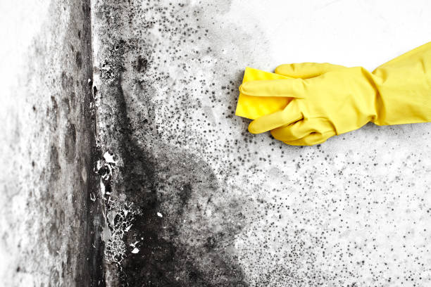 Eufaula, OK Mold Removal Company