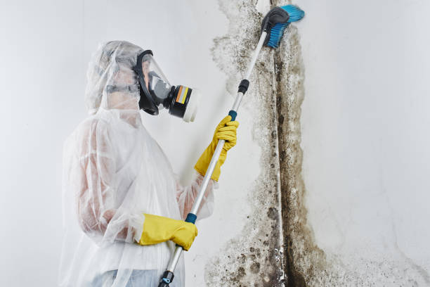 Best Toxic Mold Removal  in Eufaula, OK