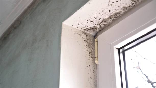 Best Affordable Mold Removal  in Eufaula, OK