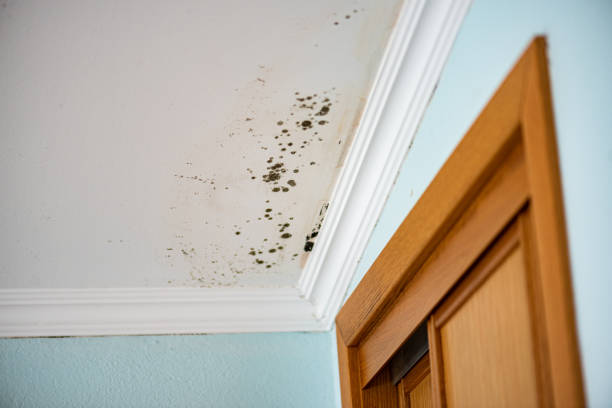 Best Emergency Mold Removal  in Eufaula, OK