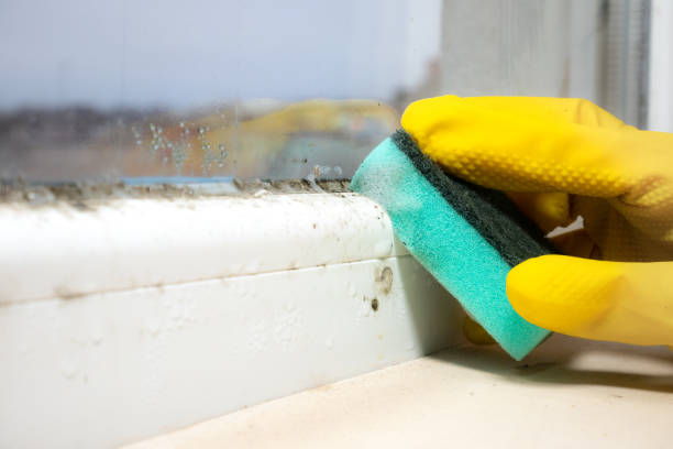 Best Fast Mold Removal  in Eufaula, OK