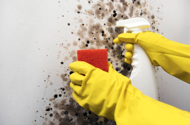Best Mold Removal Specialists  in Eufaula, OK