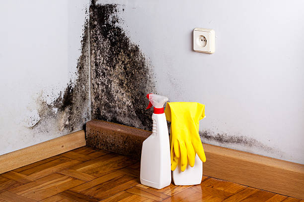 Certified Mold Removal in Eufaula, OK